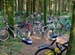 Bikes_im_Wald_87