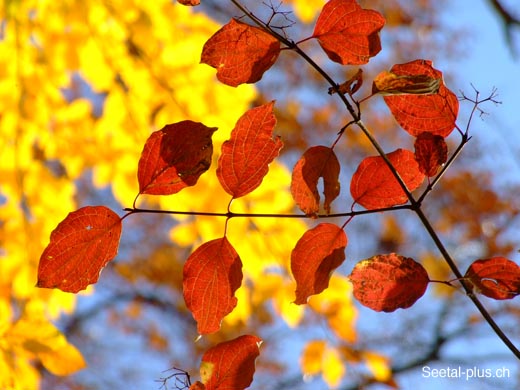 Herbst_Natur_46