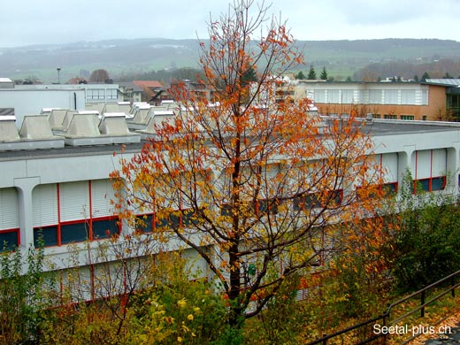 Herbstbaum_Schule